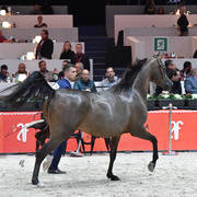 Senior Mare: Palatina