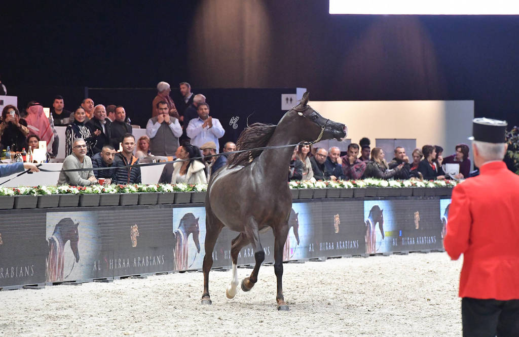 Senior Mare: Aliah IA