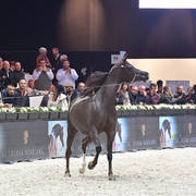 Senior Mare: Aliah IA