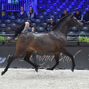 Senior Mare: JV Nerina