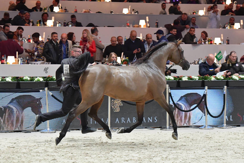 Senior Mare: Potentilla