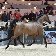 Senior Mare: Potentilla