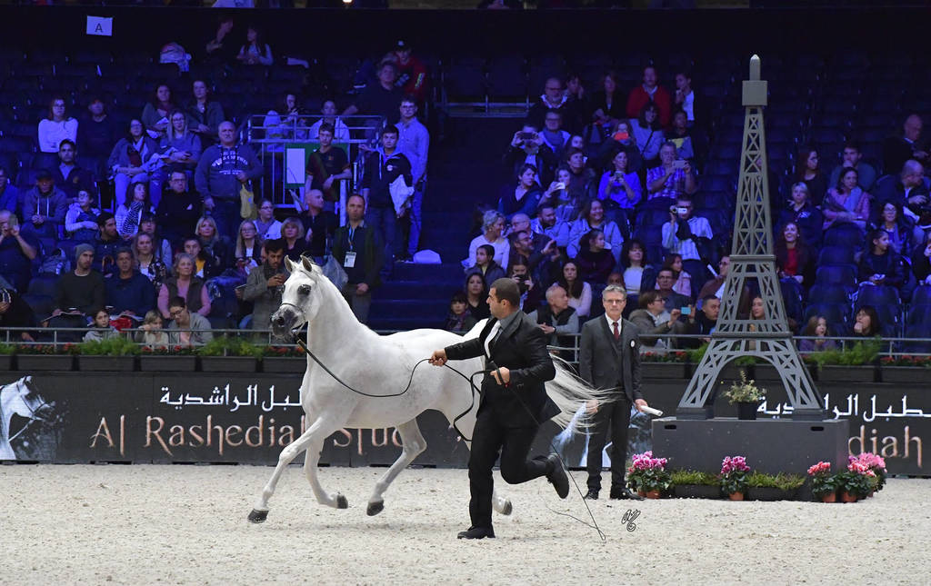 Senior Mare: Noft Al Nayfat