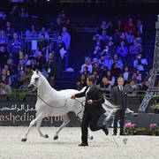 Senior Mare: Noft Al Nayfat