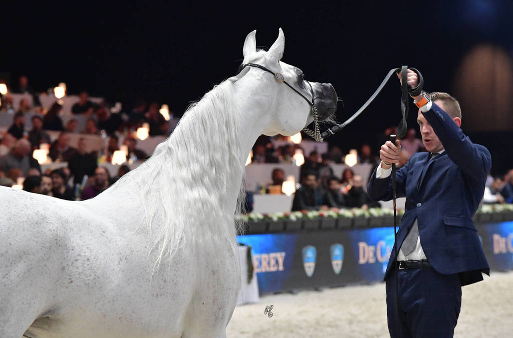 Senior Mare: Nesj El Markhisa