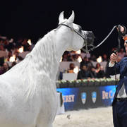 Senior Mare: Nesj El Markhisa