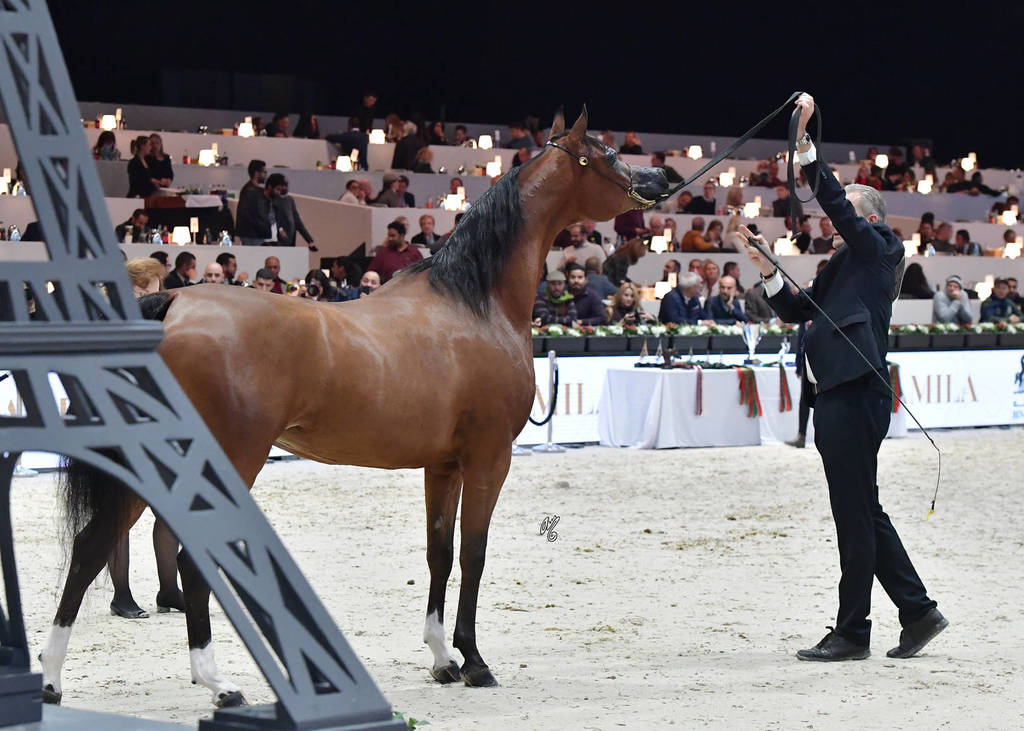 Senior Mare: LC Farfalla