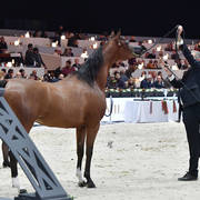 Senior Mare: LC Farfalla