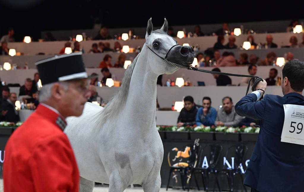 Senior Mare: Bint Hazy Al Khalediah