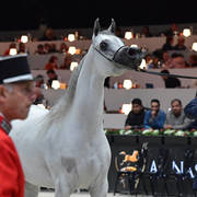 Senior Mare: Bint Hazy Al Khalediah