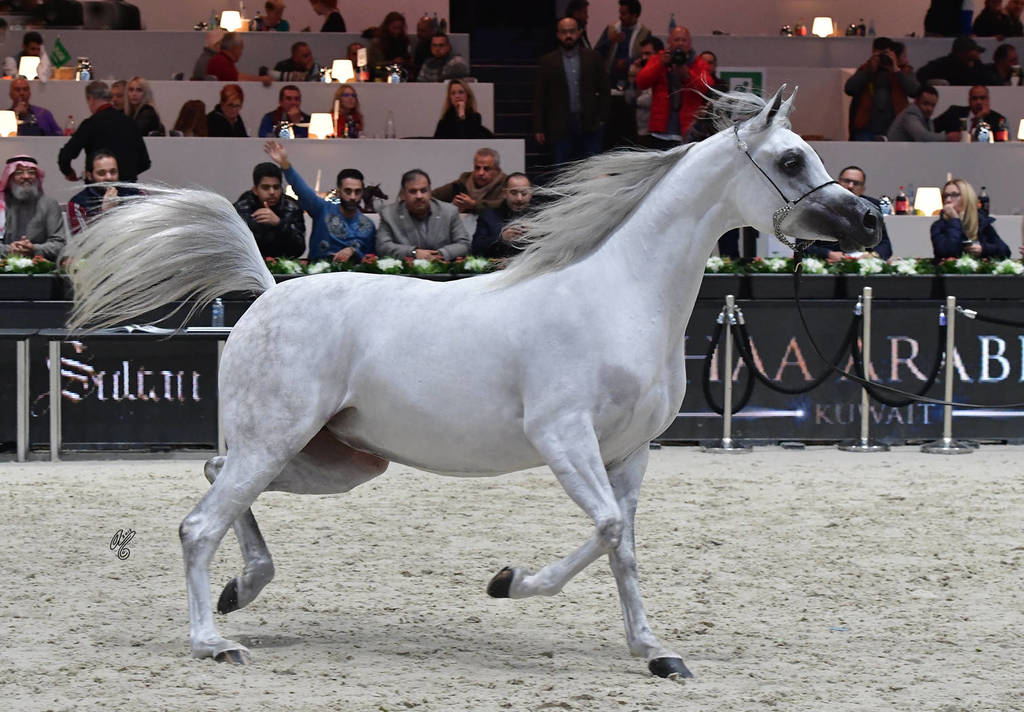 Senior Mare: Bint Hazy Al Khalediah