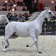 Senior Mare: Bint Hazy Al Khalediah