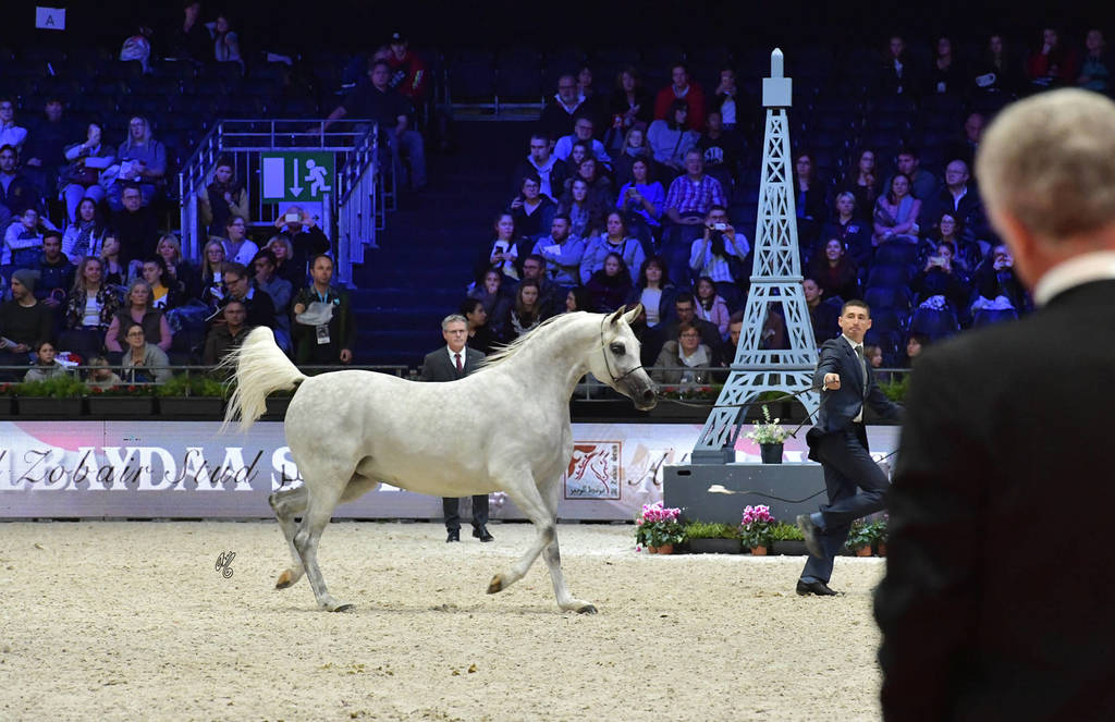 Senior Mare: TF Esmeralda