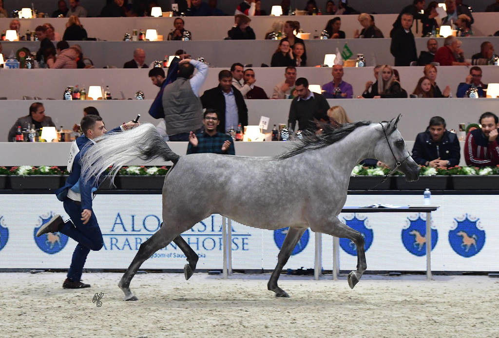 Senior Mare: Adelita