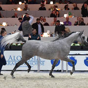 Senior Mare: Adelita