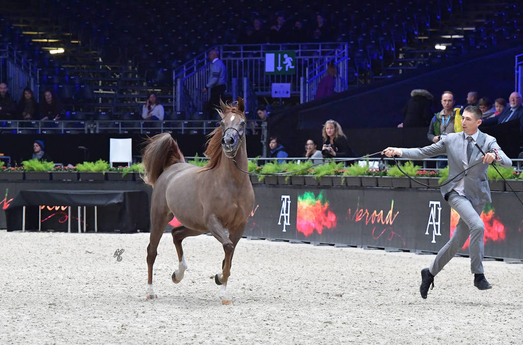 Junior Filly: Emanolla