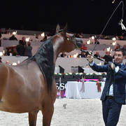 Junior Filly: Rshediah Alkhashab