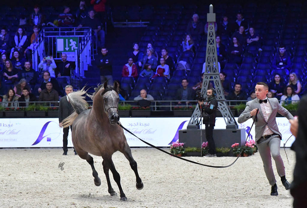 Junior Filly: Caza Al Soor