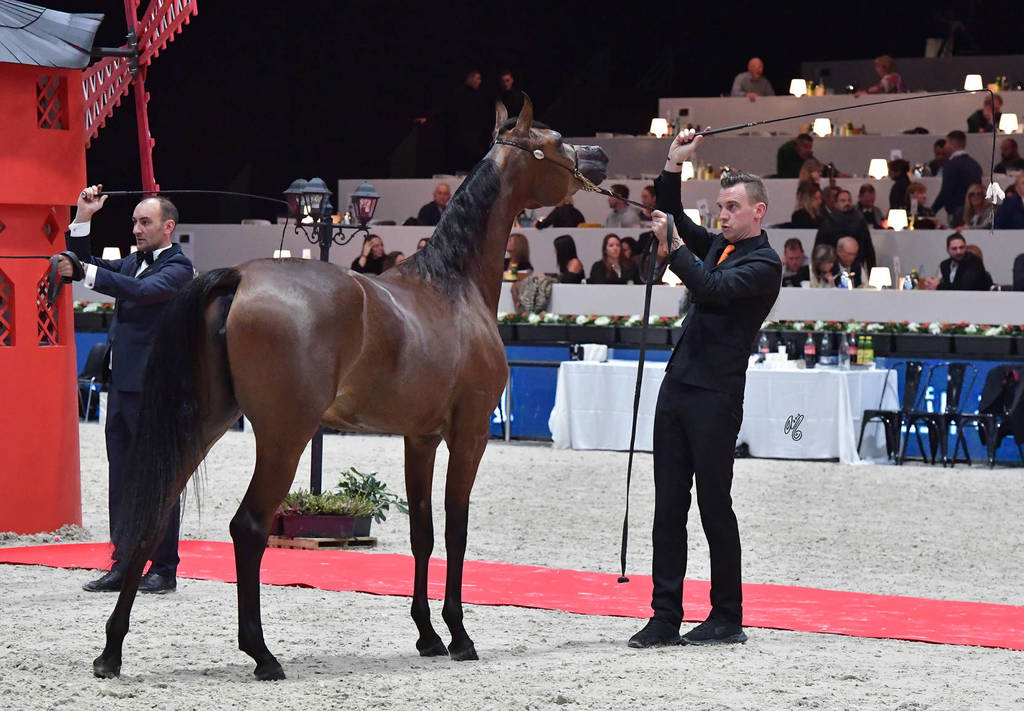 Junior Filly: Assilah Al Shahania