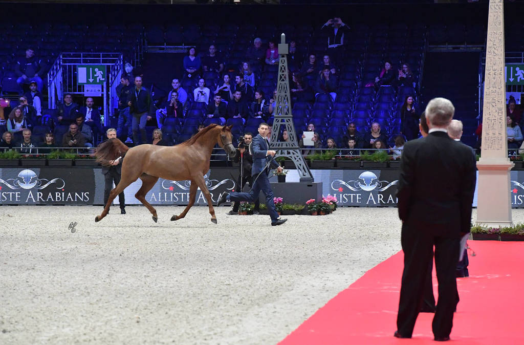 Yearling Filly: El Bellisima