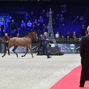Yearling Filly: El Bellisima