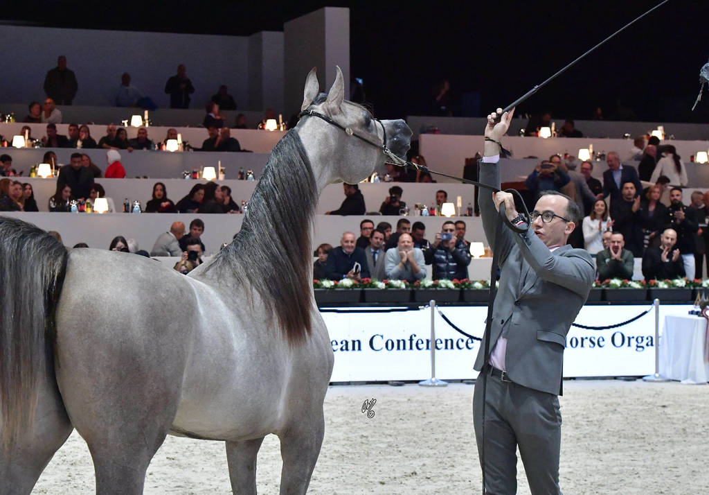 Yearling Filly: Algamra