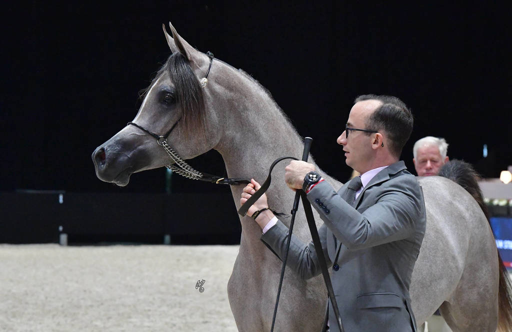 Yearling Filly: Algamra