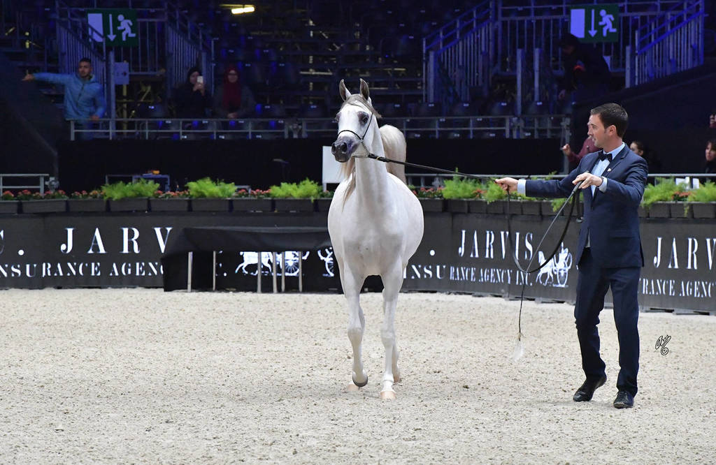 Yearling Filly: AV Purple Rain