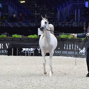 Yearling Filly: AV Purple Rain