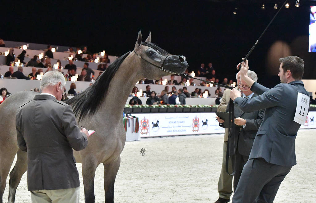 Yearling Filly: Dana J