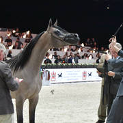 Yearling Filly: Dana J