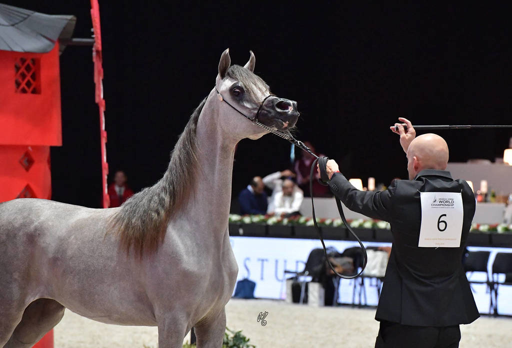 Yearling Filly: Durrah Alsayed