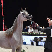 Yearling Filly: Durrah Alsayed