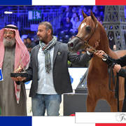 Lisa Abraham: The 2018 Arabian Horse World Championship Photo Gallery