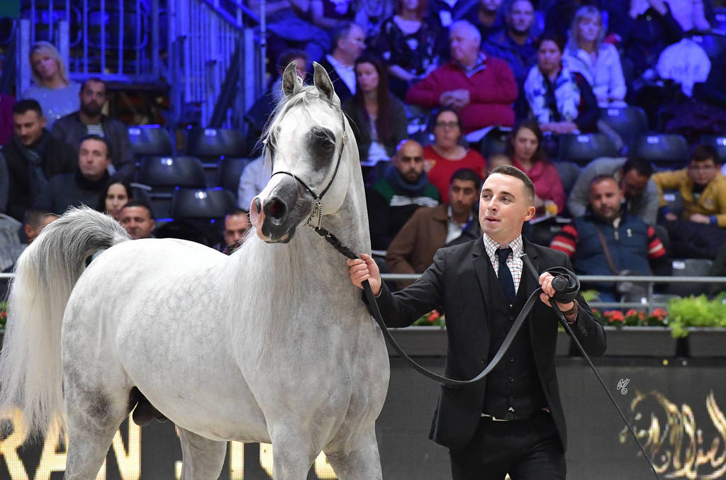 Senior Stallion: Bebars Al Farida
