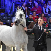 Senior Stallion: Bebars Al Farida