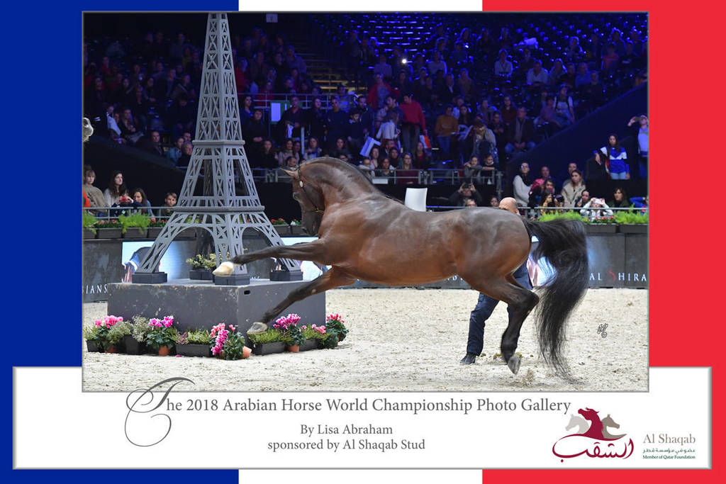 Lisa Abraham: The 2018 Arabian Horse World Championship Photo Gallery