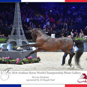 Lisa Abraham: The 2018 Arabian Horse World Championship Photo Gallery