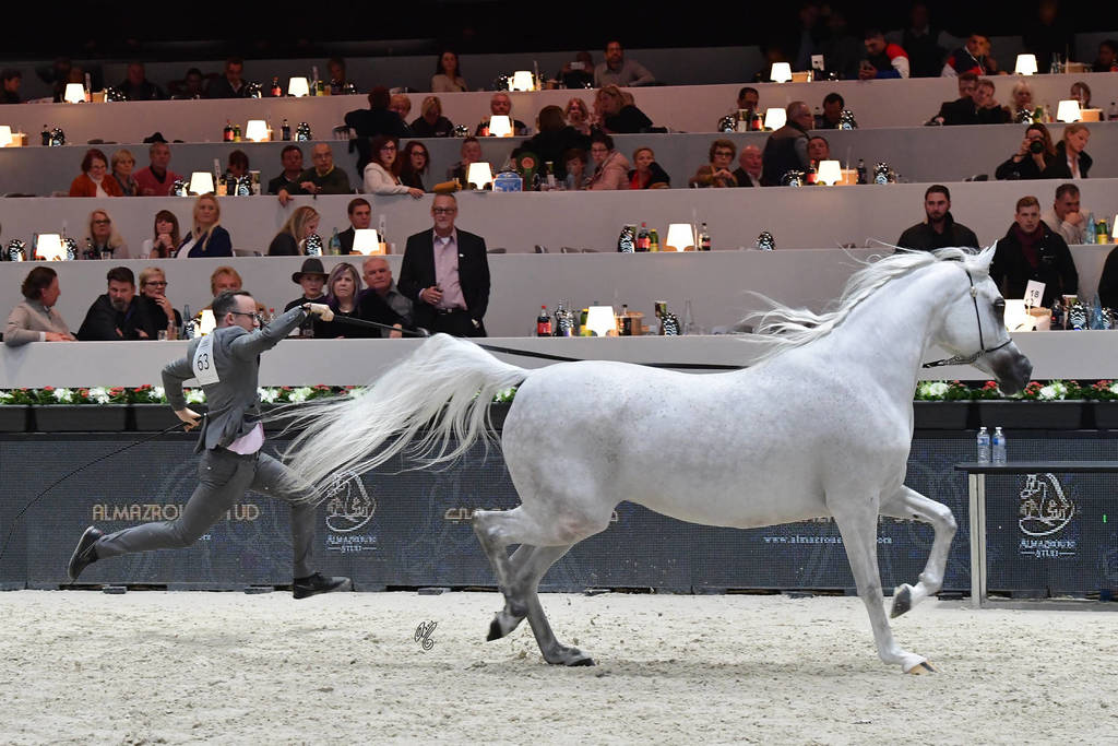 Senior Mare: Aijana OS