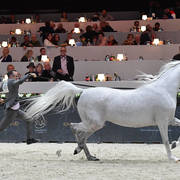 Senior Mare: Aijana OS