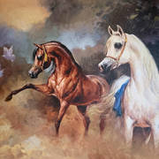 Ali Al Mimar – Stallions