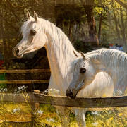 Mary Haggard - Black-Eyed Susans