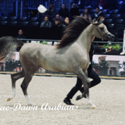 Paris World Championship 2018