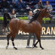 Paris World Championship 2018