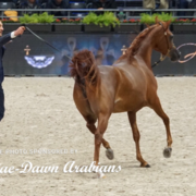 Paris World Championship 2018