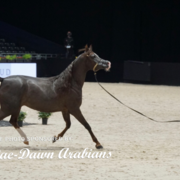 Paris World Championship 2018