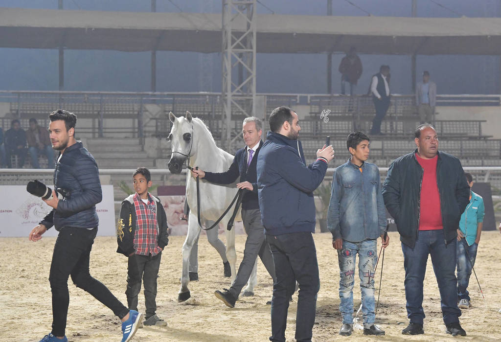Senior Stallion Gold Champion: Baarez Al Farida (Imperial Baarez X Nour Saqr)