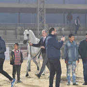 Senior Stallion Gold Champion: Baarez Al Farida (Imperial Baarez X Nour Saqr)