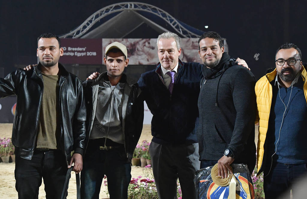 Senior Stallion Gold Champion: Baarez Al Farida (Imperial Baarez X Nour Saqr)