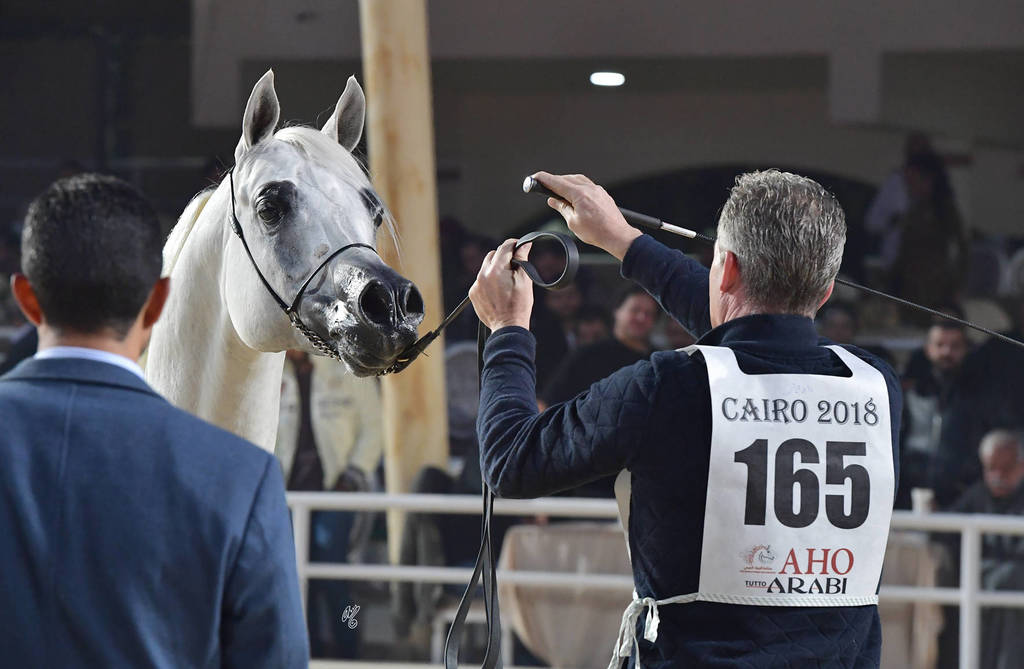 Senior Stallion Gold Champion: Baarez Al Farida (Imperial Baarez X Nour Saqr)